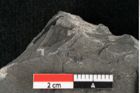 Foto (Detailansicht) von Thinnfeldia lunzensis Ettingshausen (NHMW-GEO-2024-0188-10590)